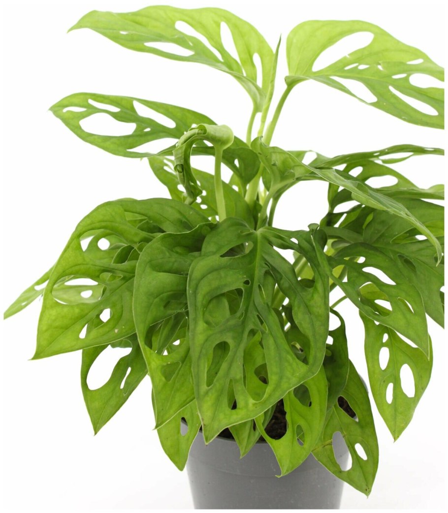 Монстера манки в интерьере