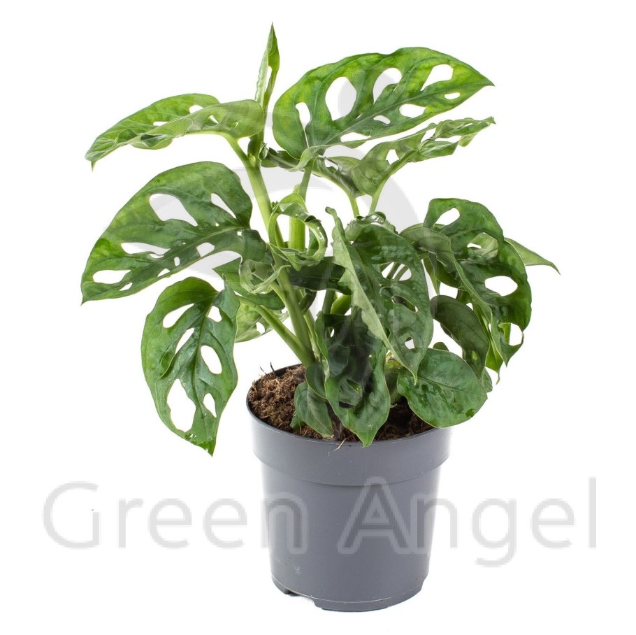 Монстера обликва манки Маск