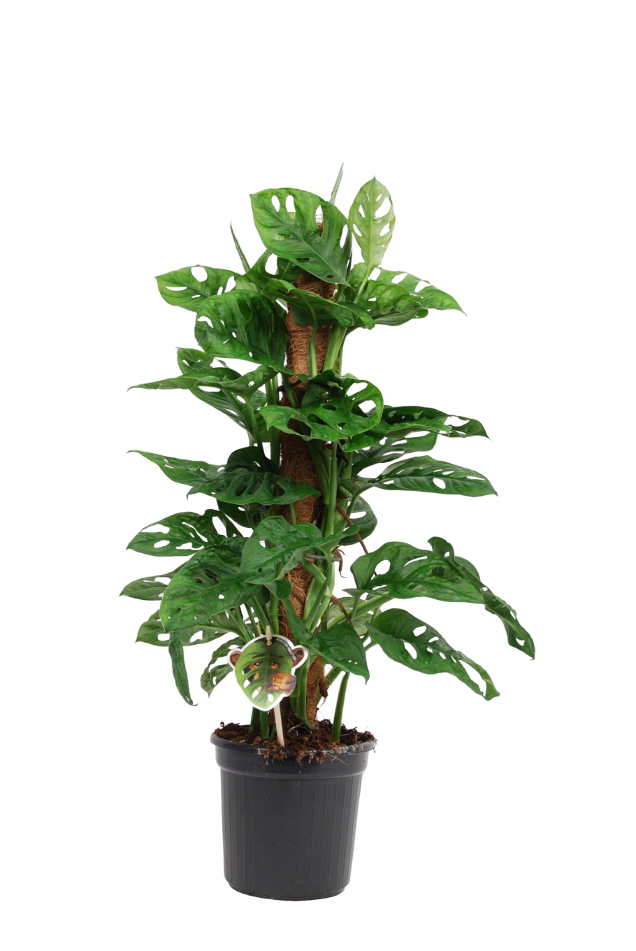 Монстера МОНКЕЙ