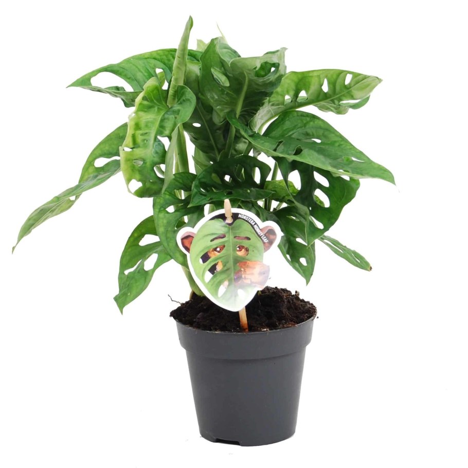 Монстра манки Маск