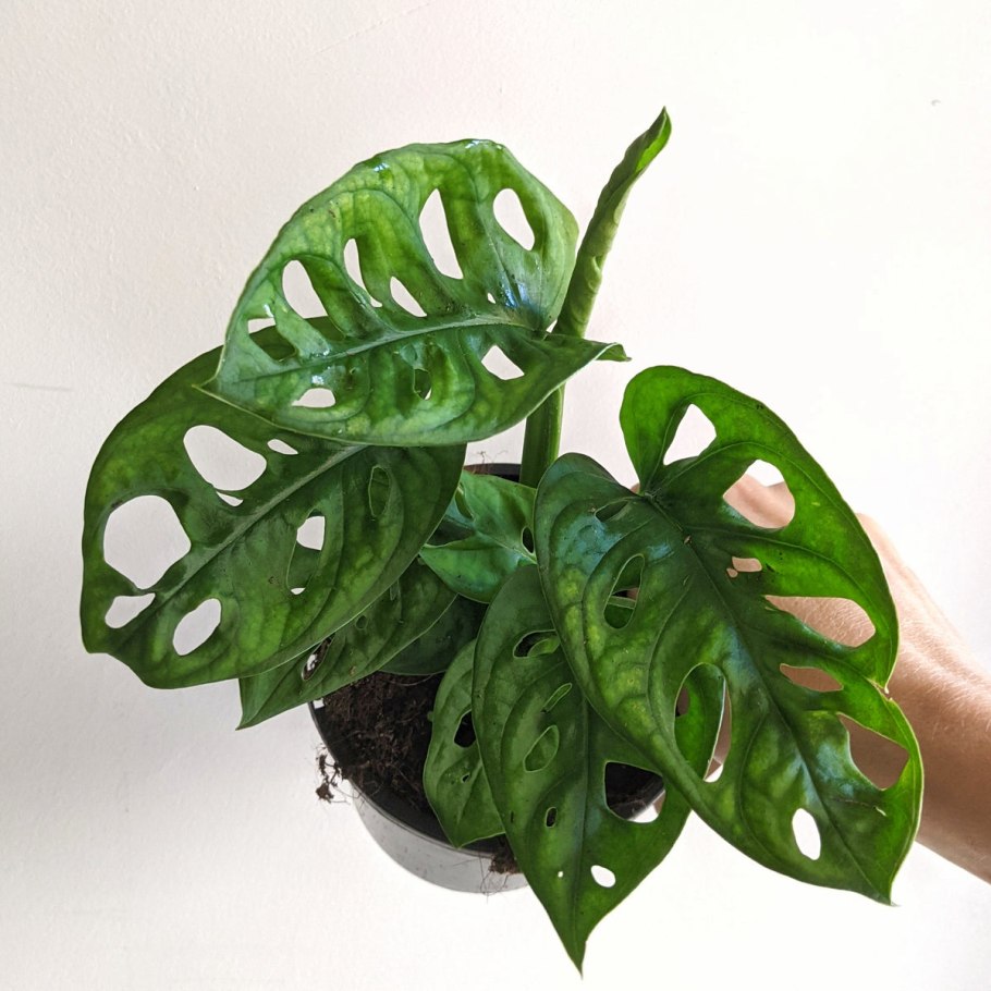 Монстера obliqua leichtlinii