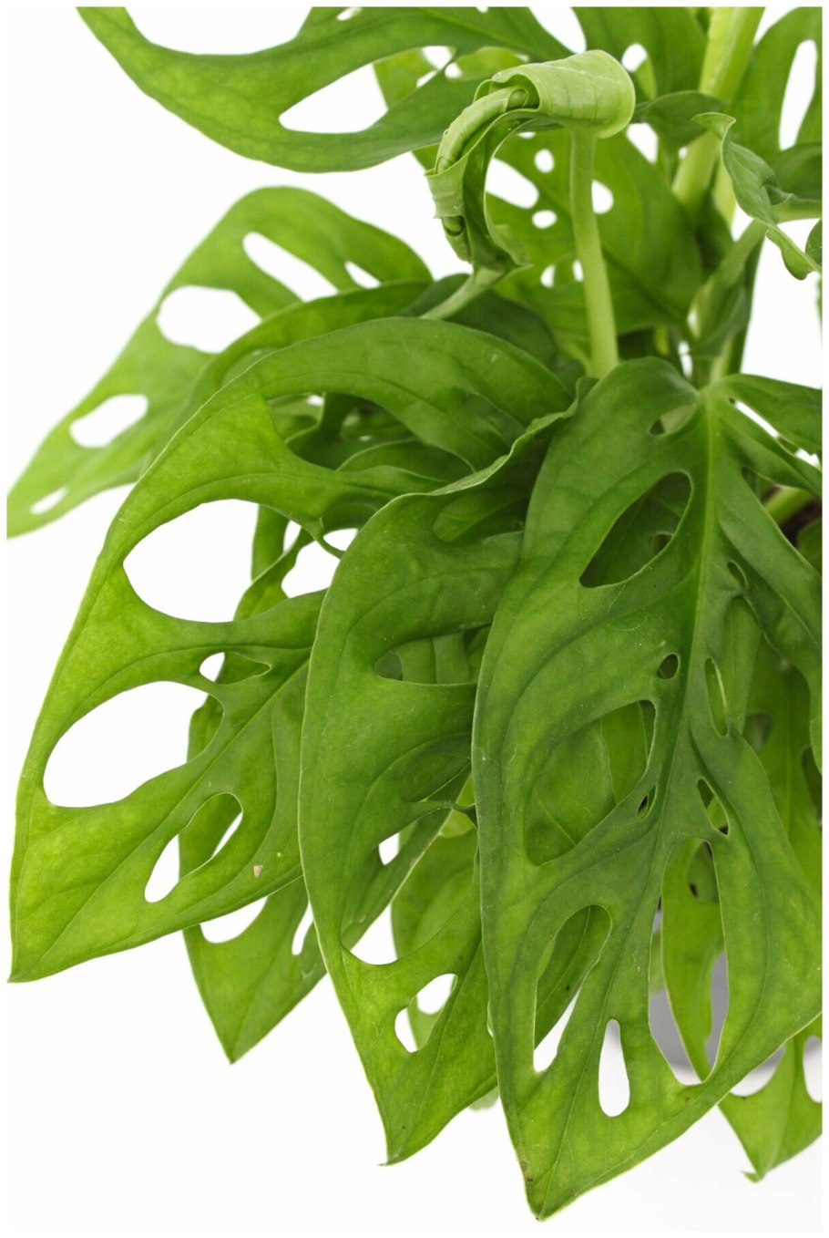 Монстера обликва leichtlinii