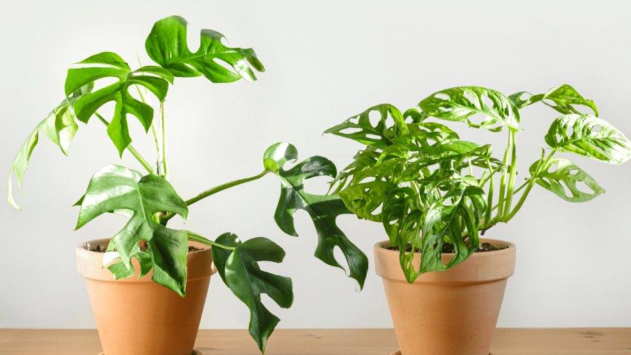 Монстера манки Макс высота-