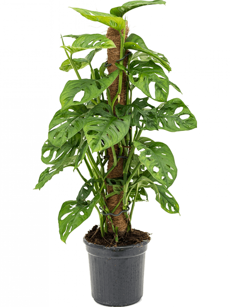 Монстера Адансона Monstera adansonii