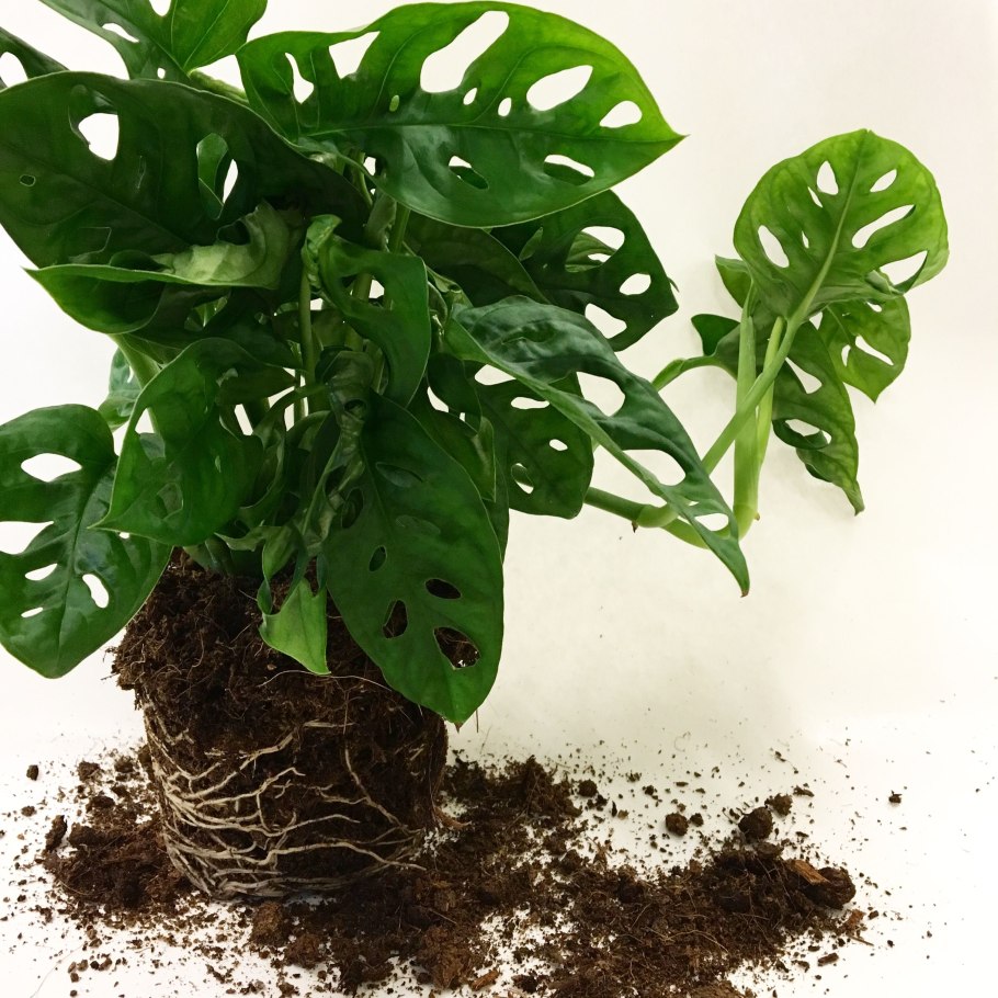 Монстера Минима моссток