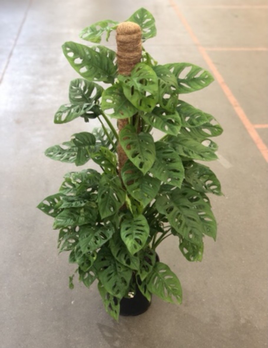 Филодендрон манки Маск