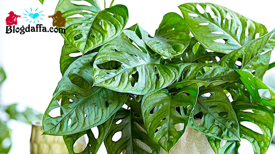 Монстера обликва манки