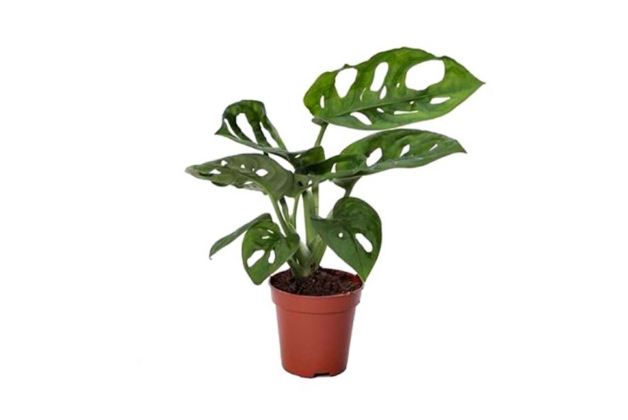 Монстера манки Макс высота-