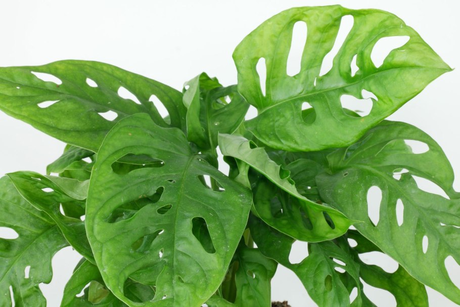 Монстера МОНКЕЙ Леаф