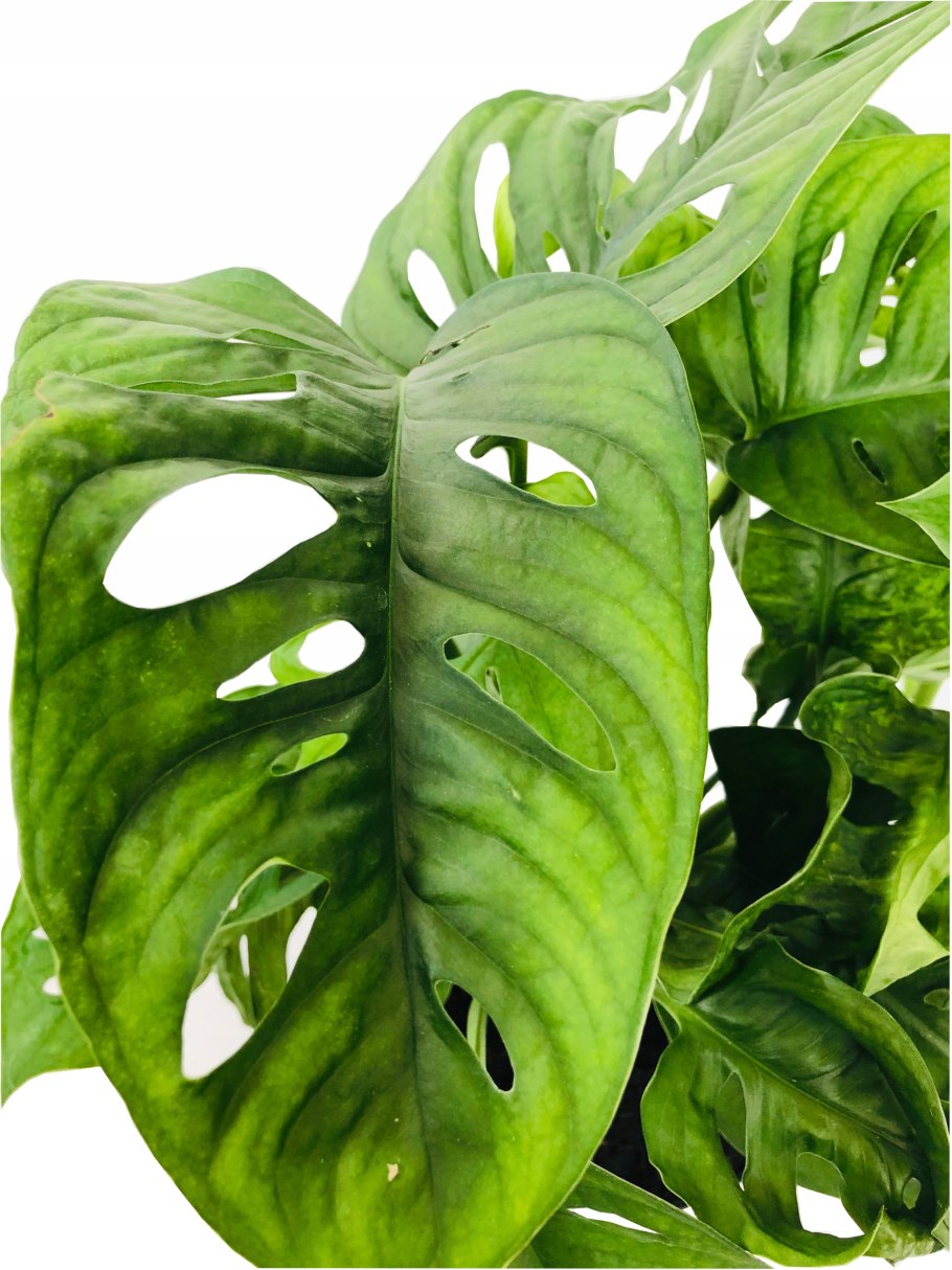 Монстера обликва манки Маск
