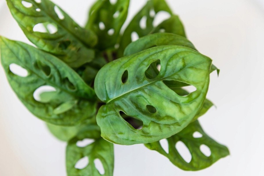 Монстера обликва манки