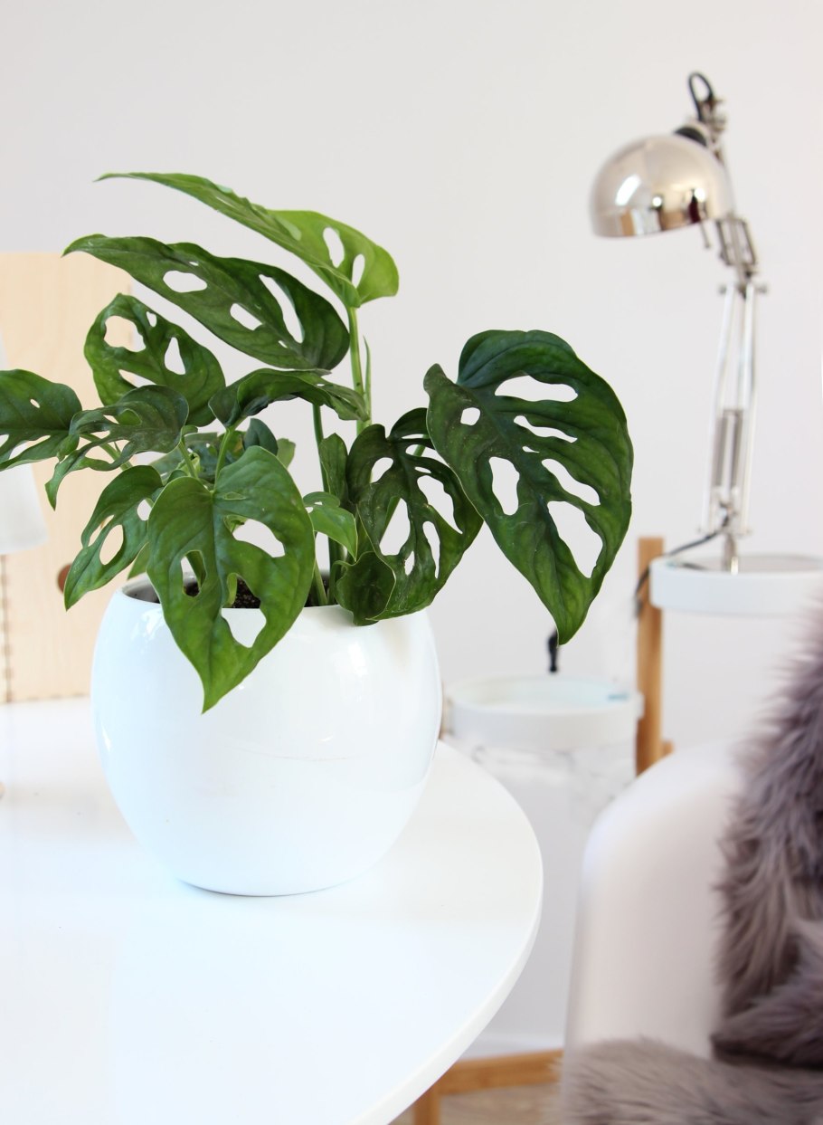 Монстера обликва манки