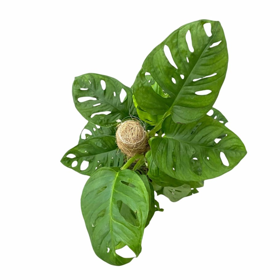 Монстера Адансона манки Маск