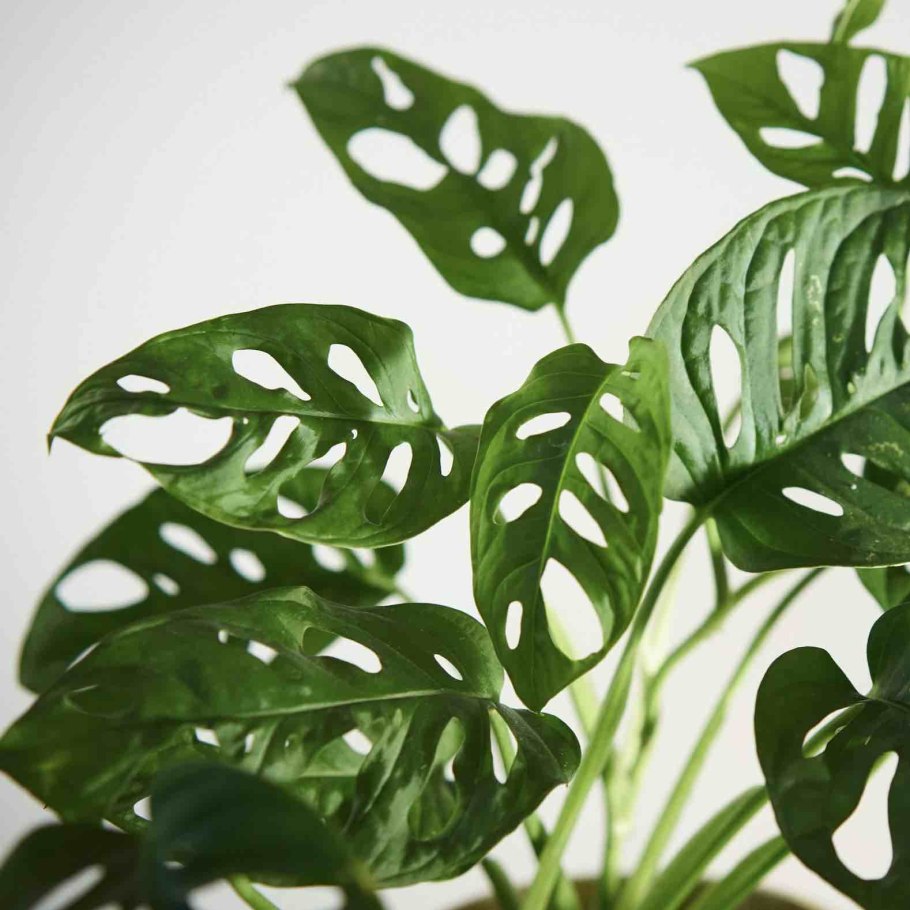 Монстера obliqua (Monstera)