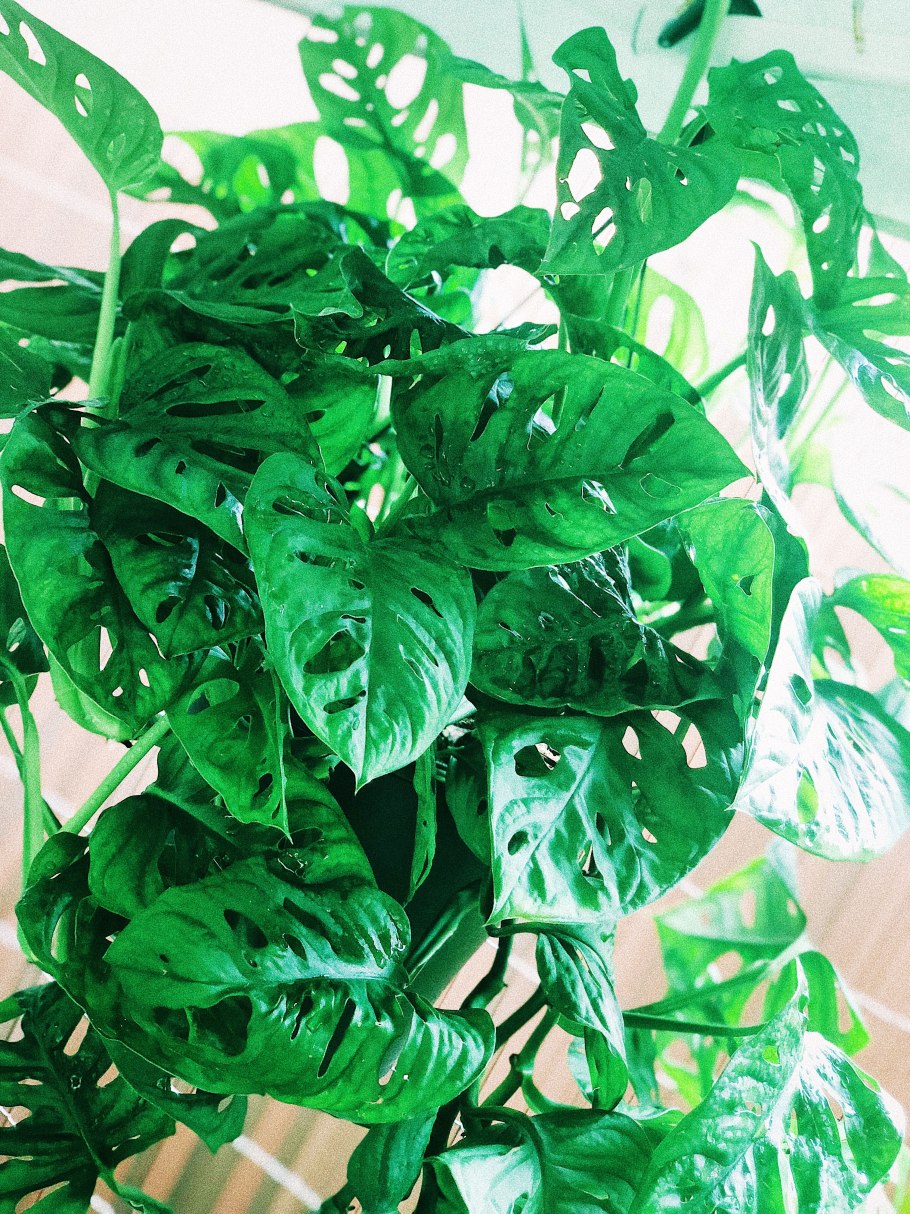 Монстера standleyana