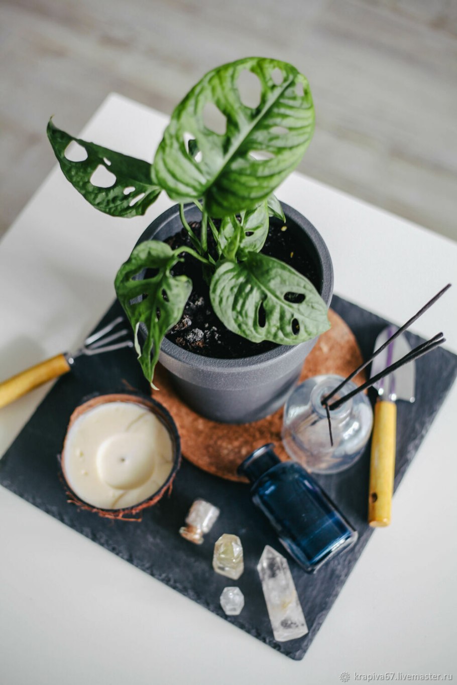 Монстера манки Маск фото