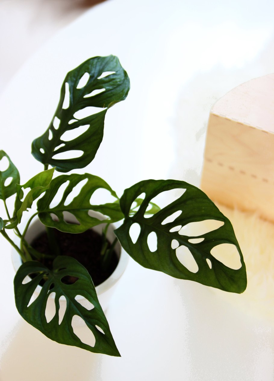 Монстера obliqua Monkey Leaf