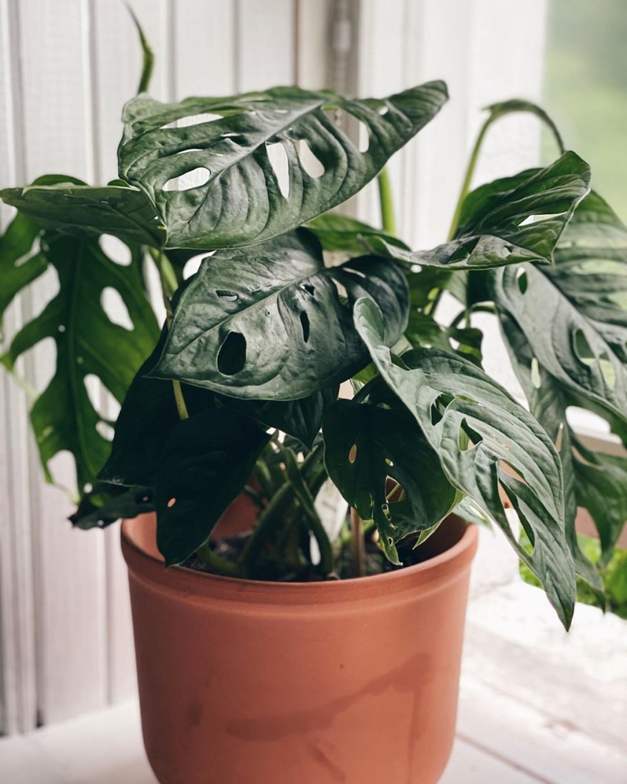 Монстера МОНКЕЙ