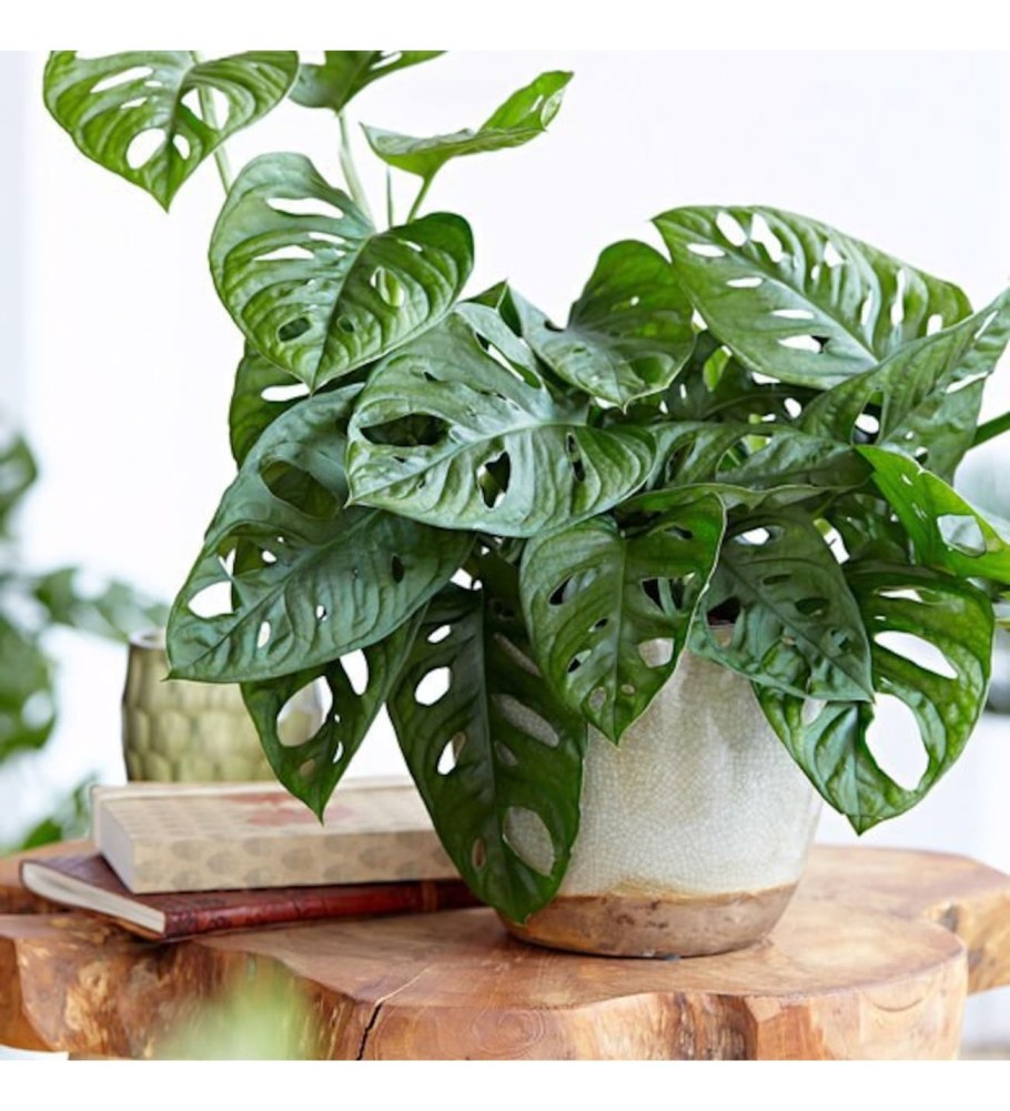 Монстера Адансона манки Маск