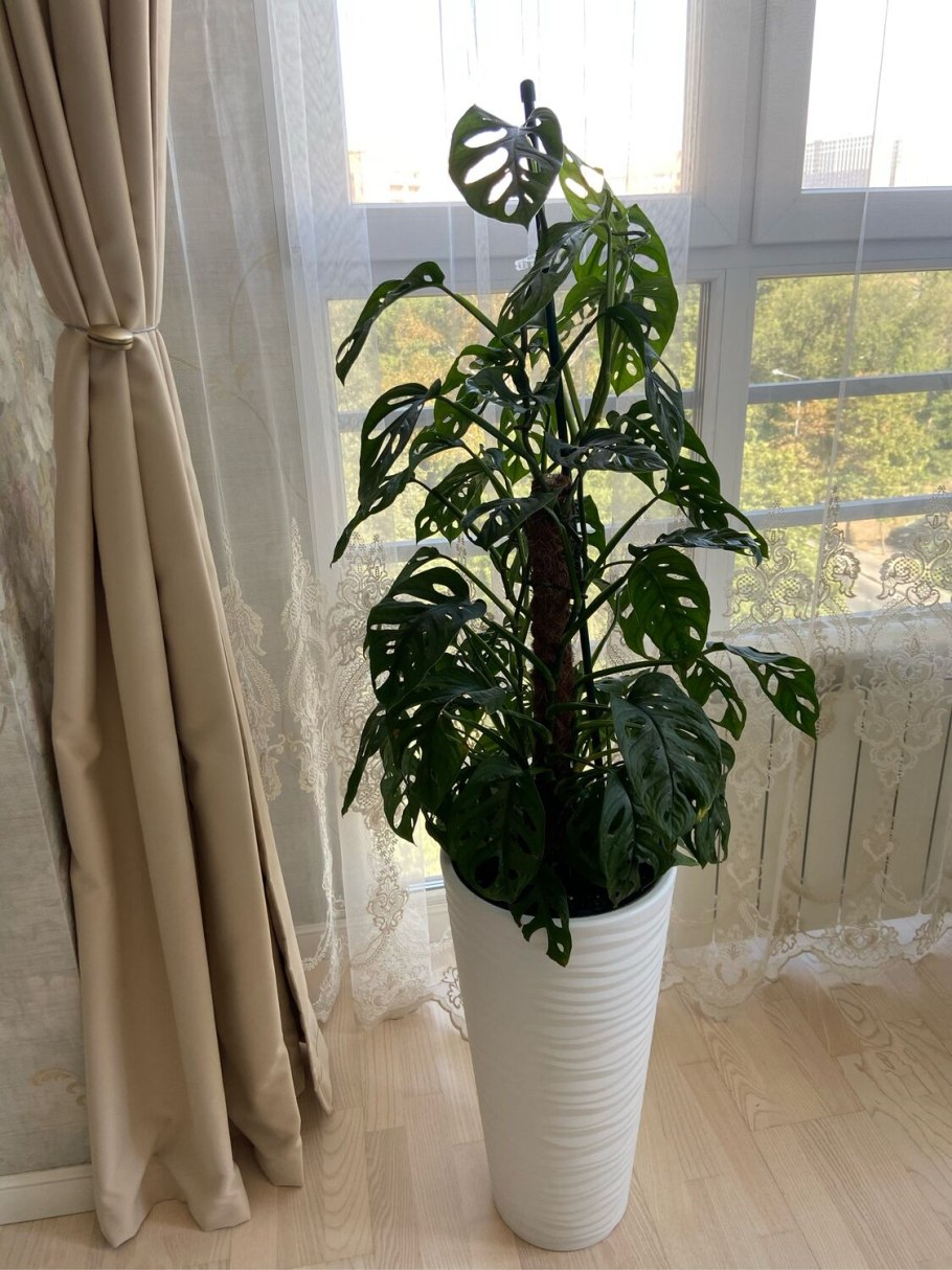 Монстера манки взрослое растение