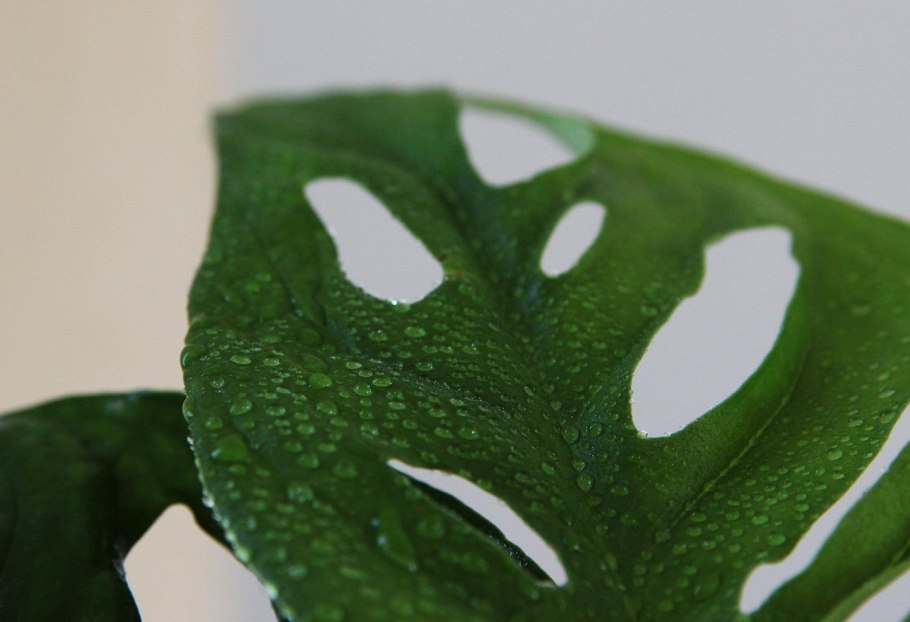 Монстера манки лиф