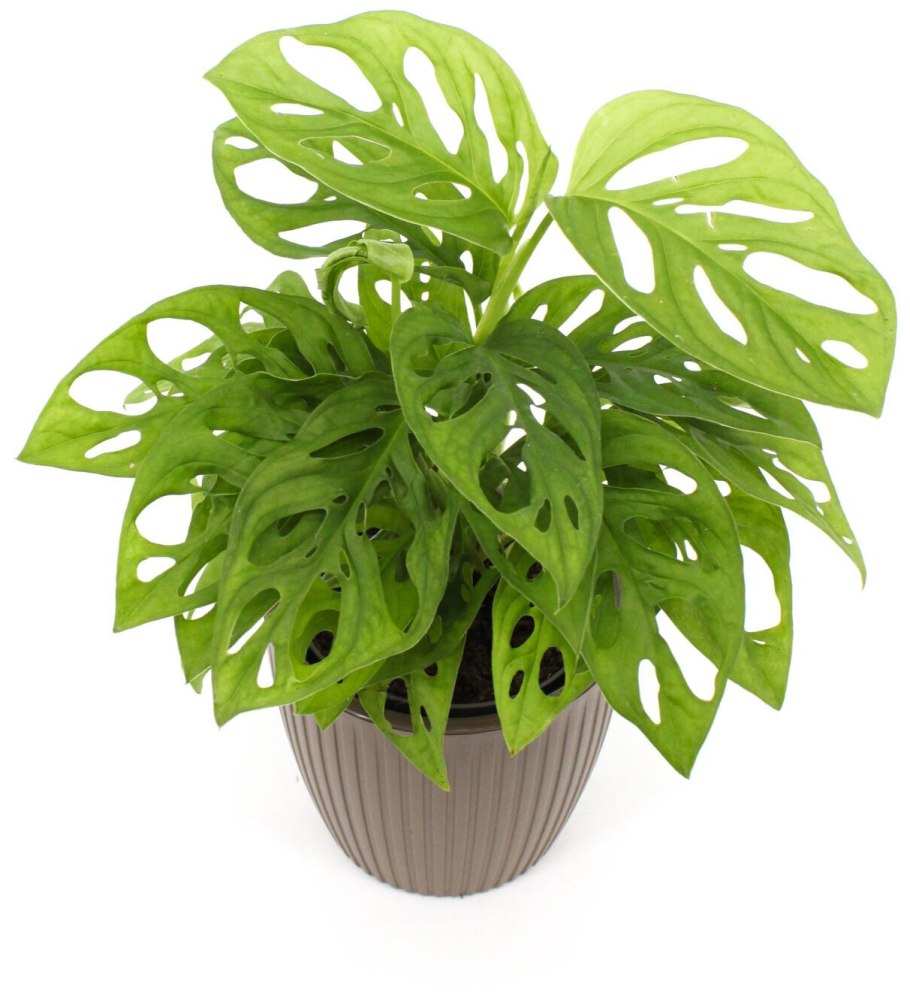 Монстера манки лиф