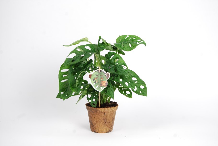 Монстера адансона манки маск