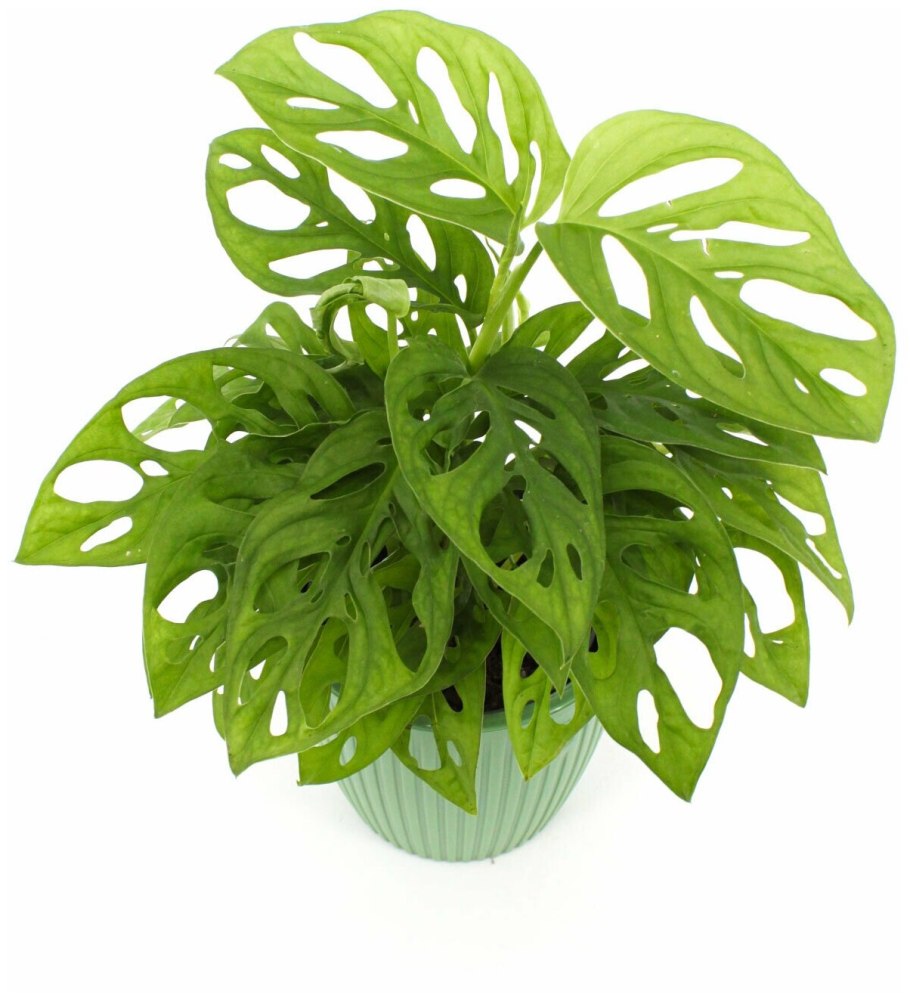 Монстера обликва