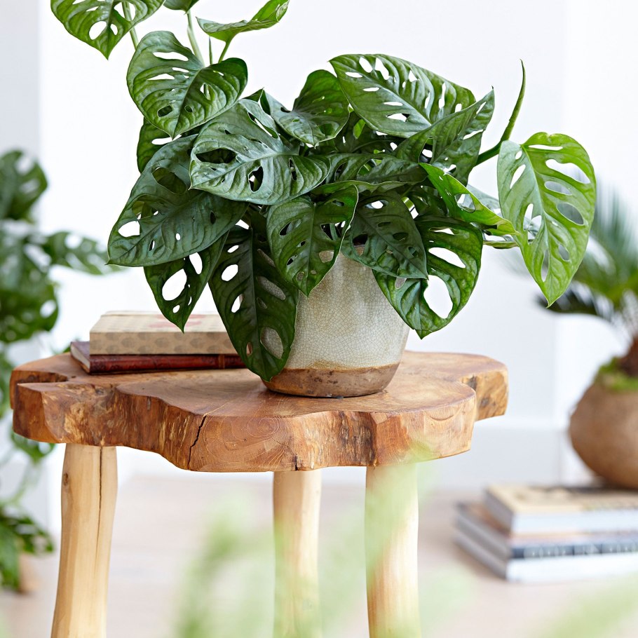 Филодендрон монстера