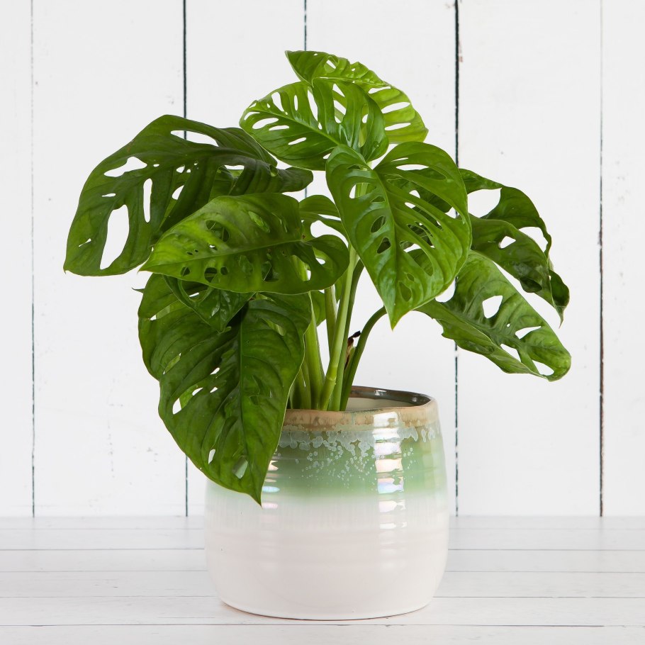 Монстера обликва манки маск