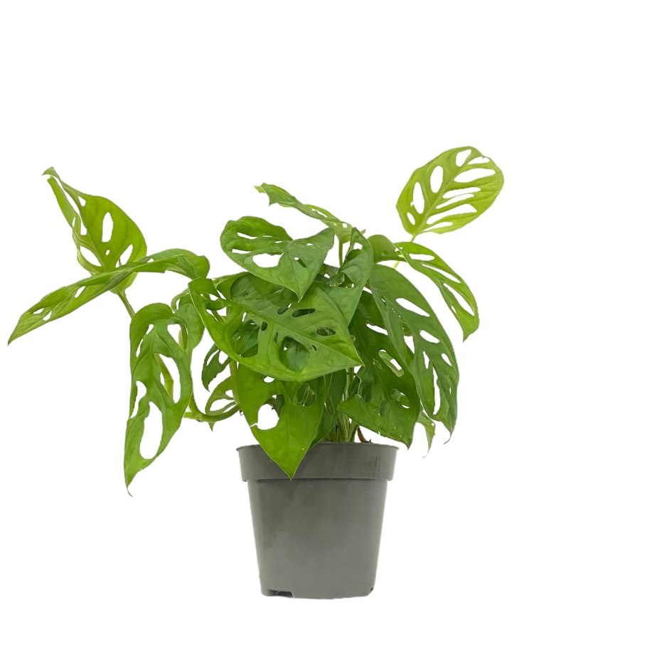 Монстера адансона monstera adansonii