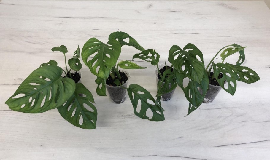 Монстера адансона манки маск