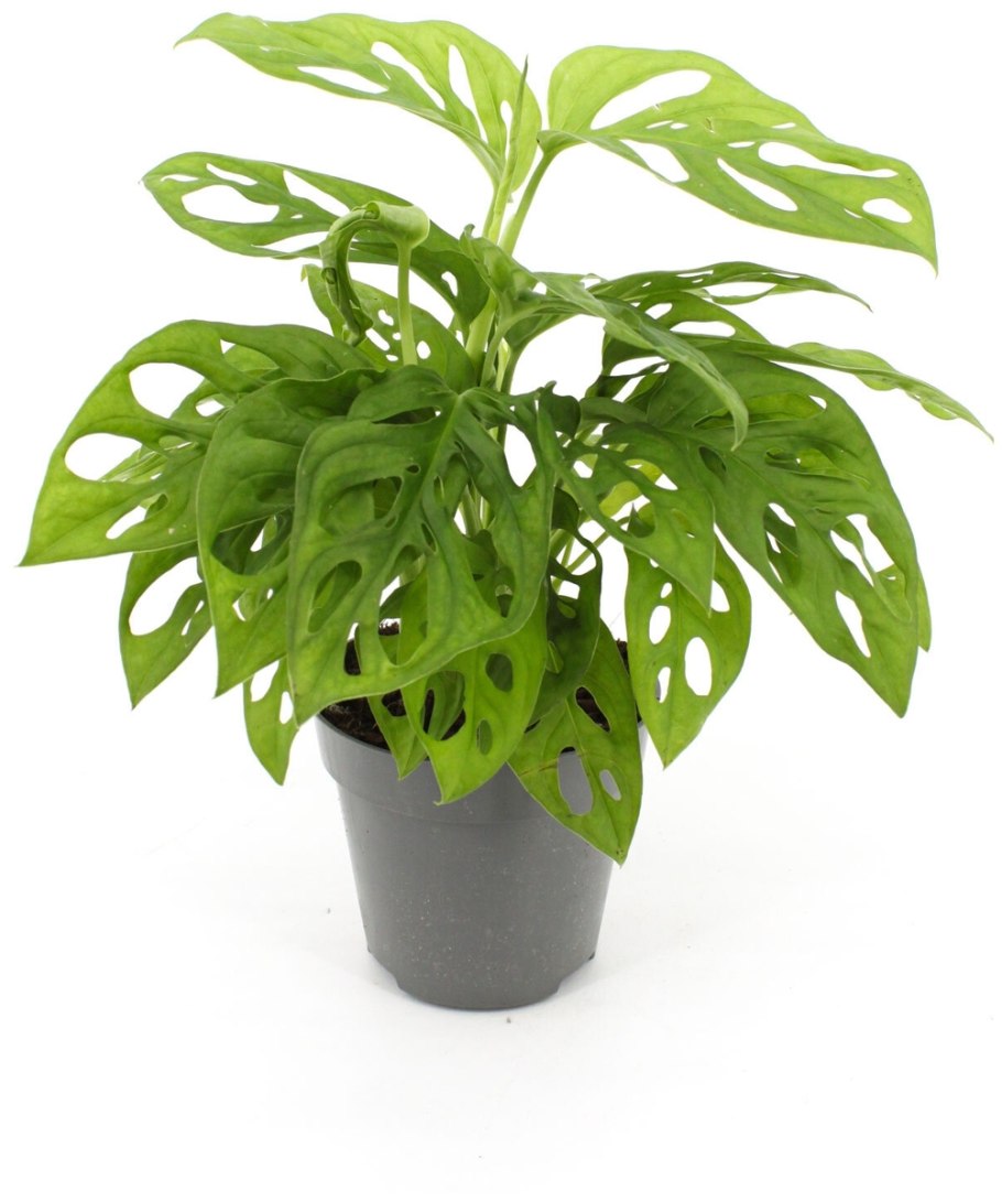 Монстера обликва манки маск