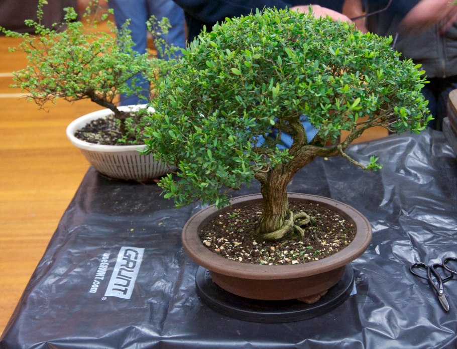 Бонсай чайное дерево