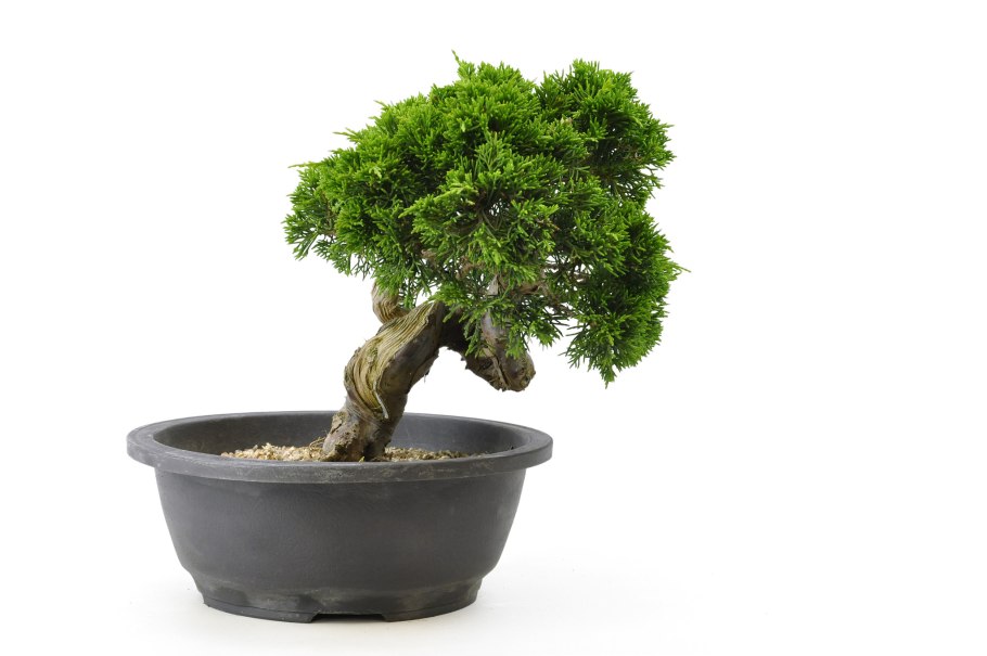 Санкан бонсай