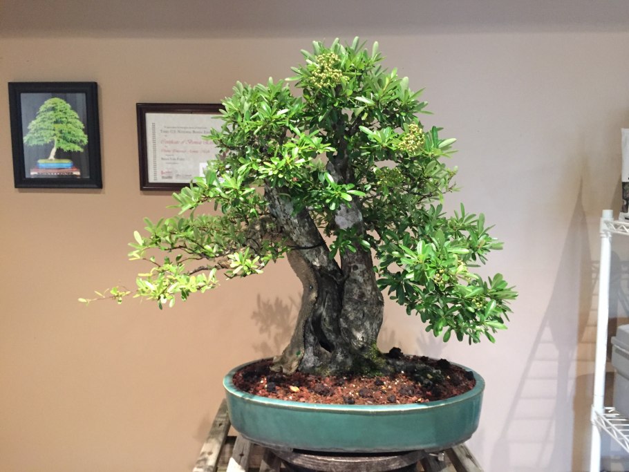 Сосна бонсай сбросила иголки