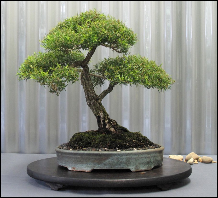 Цветок чайное дерево комнатное растение