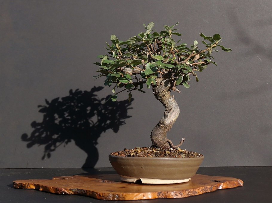 Мелалеука несофила