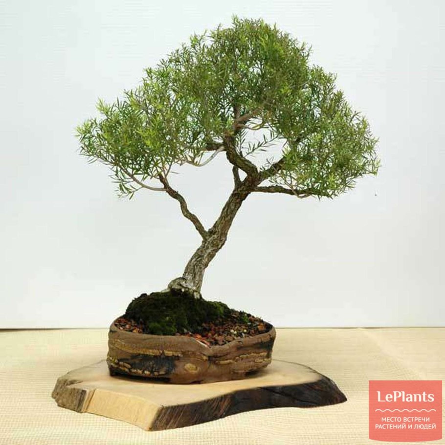 Чайное дерево мелалеука бонсай