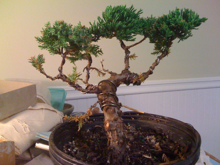 Pruning Bonsai