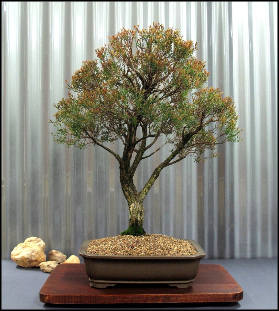 Мелалеука линарифолия