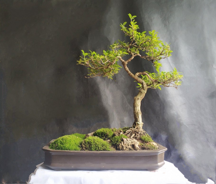 Райтия бонсай