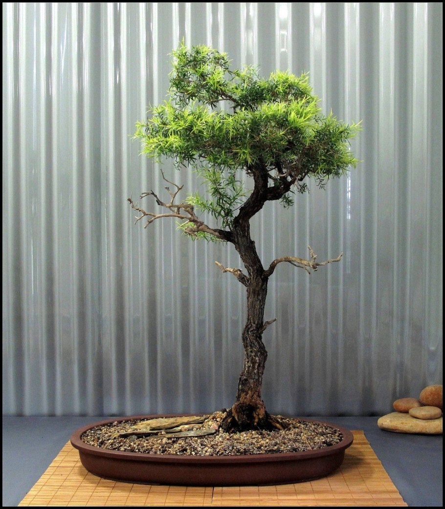 Мелалеука Брактеата