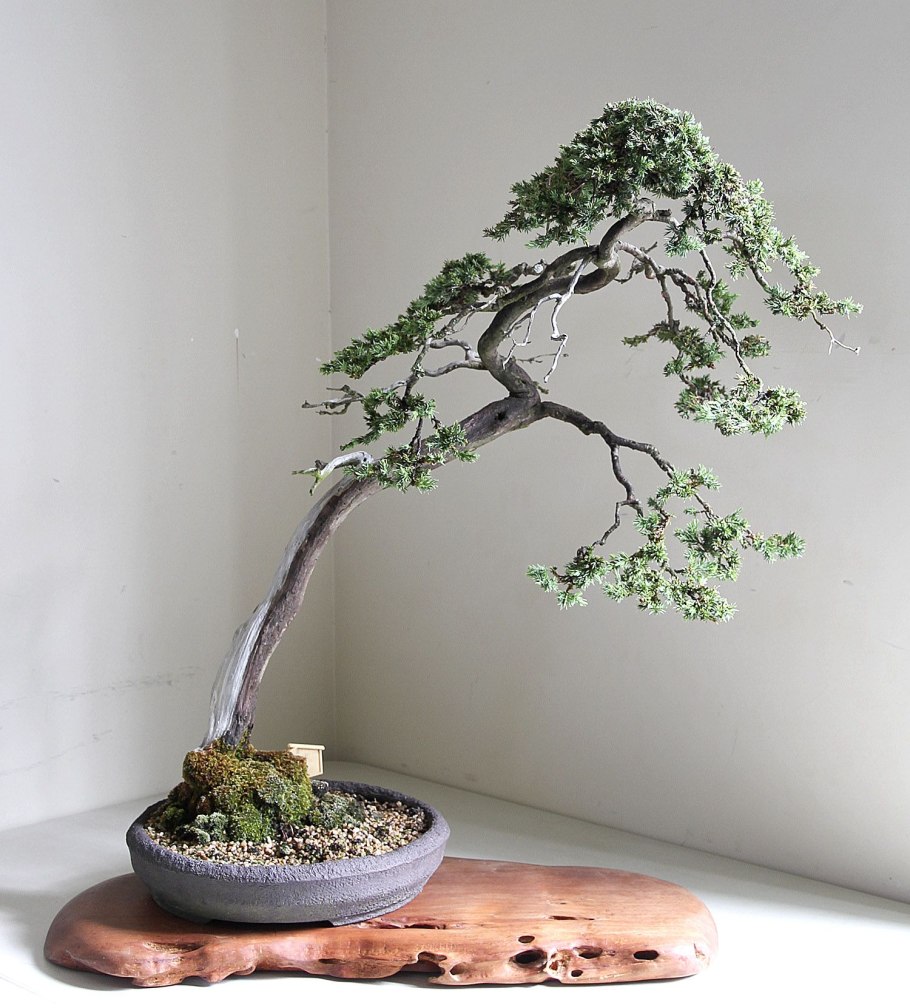 Дерево Хиноки в Японии