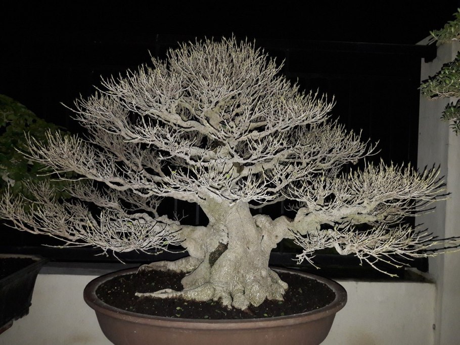 Мелалеука белая