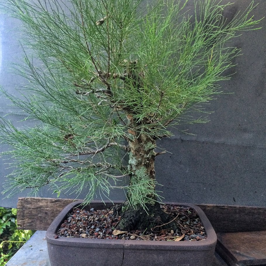 Мелалеука очереднолистная