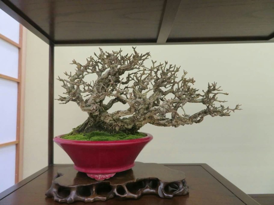 Кунцея ambigua