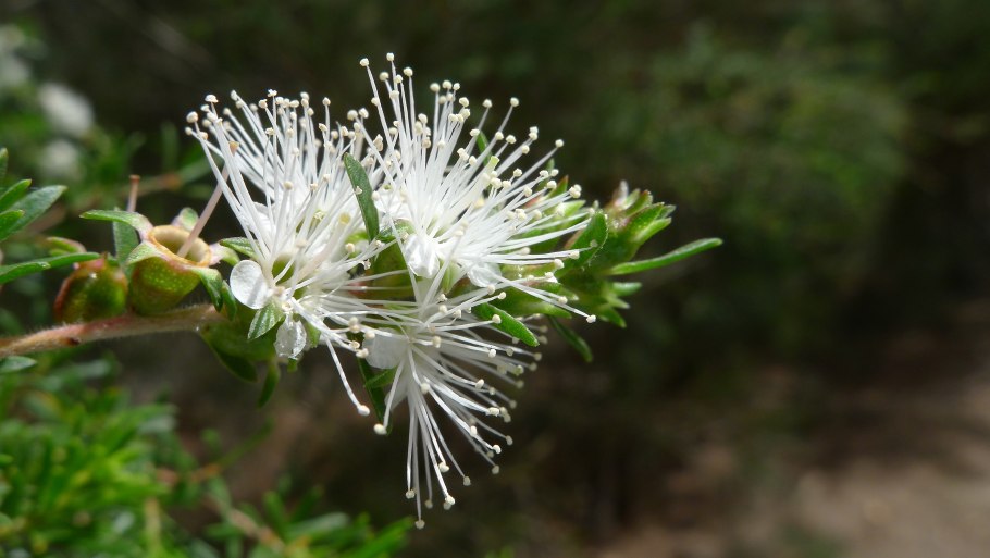 Melaleuca bracteata