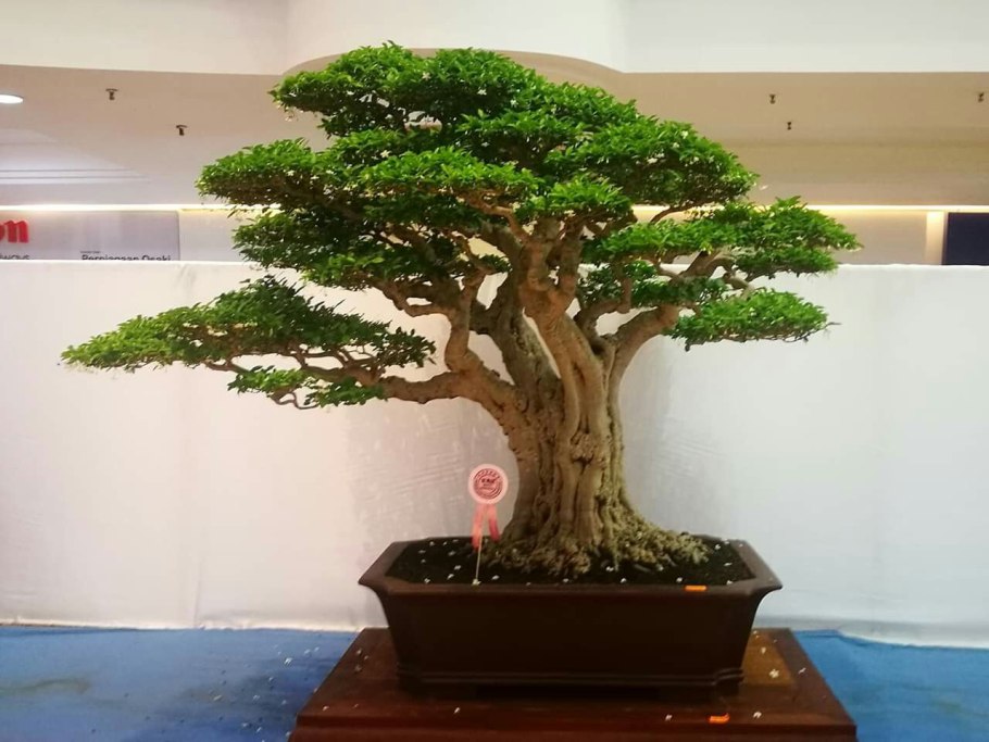 Melaleuca alternifolia листья