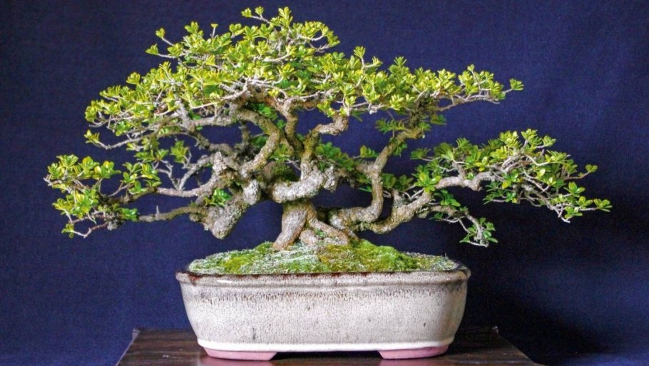 Личи бонсай